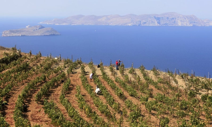 men picking grapes in 'Manalis Winery' vineyard in the background of blue sky, the sea and mountains